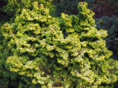 Chamaecyparis obtusa 'Golden Ceramic' 